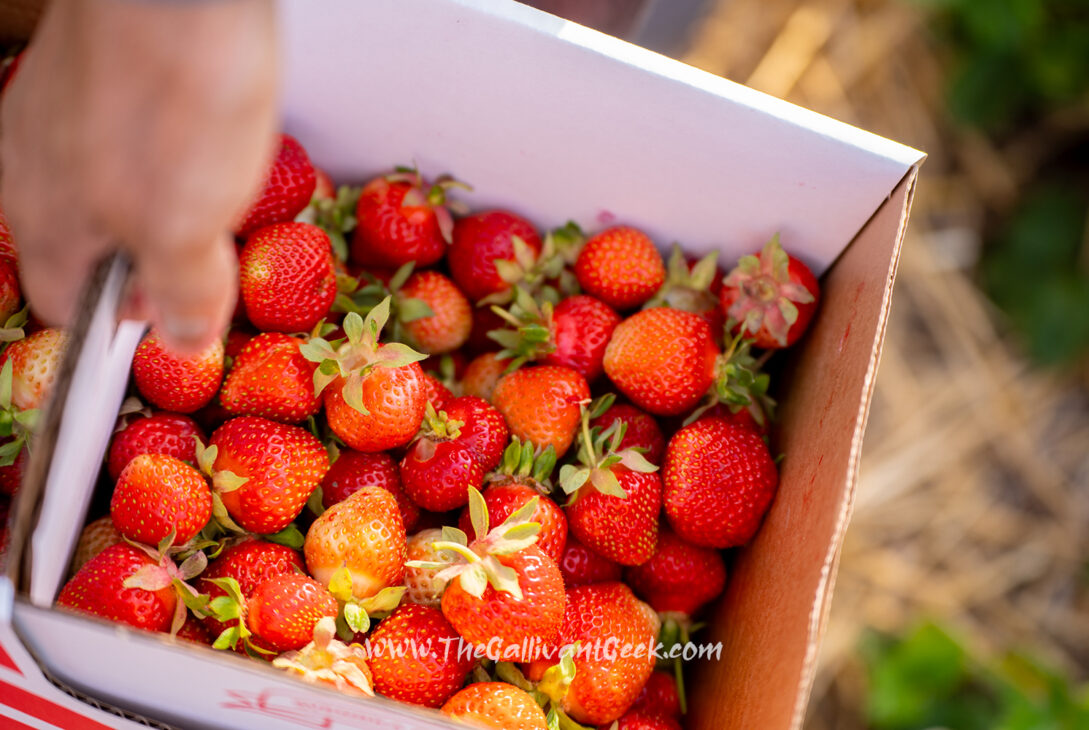 Strawberry Picking