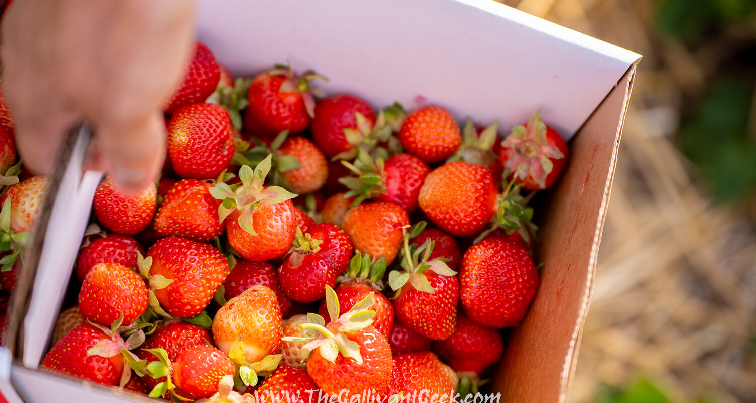 Strawberry Picking
