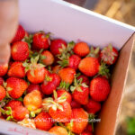 Strawberry Picking