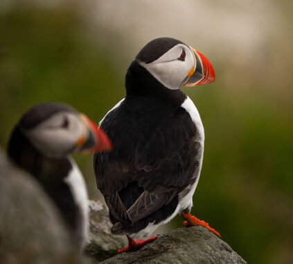 Atlantic Puffins