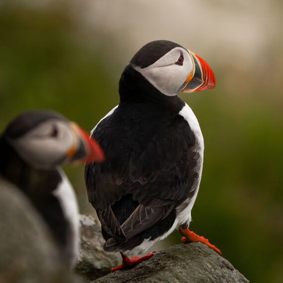 Atlantic Puffins