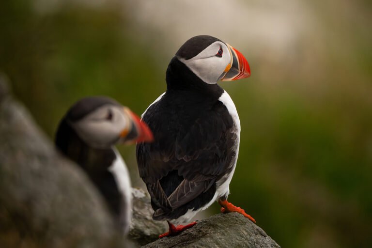 Atlantic Puffins