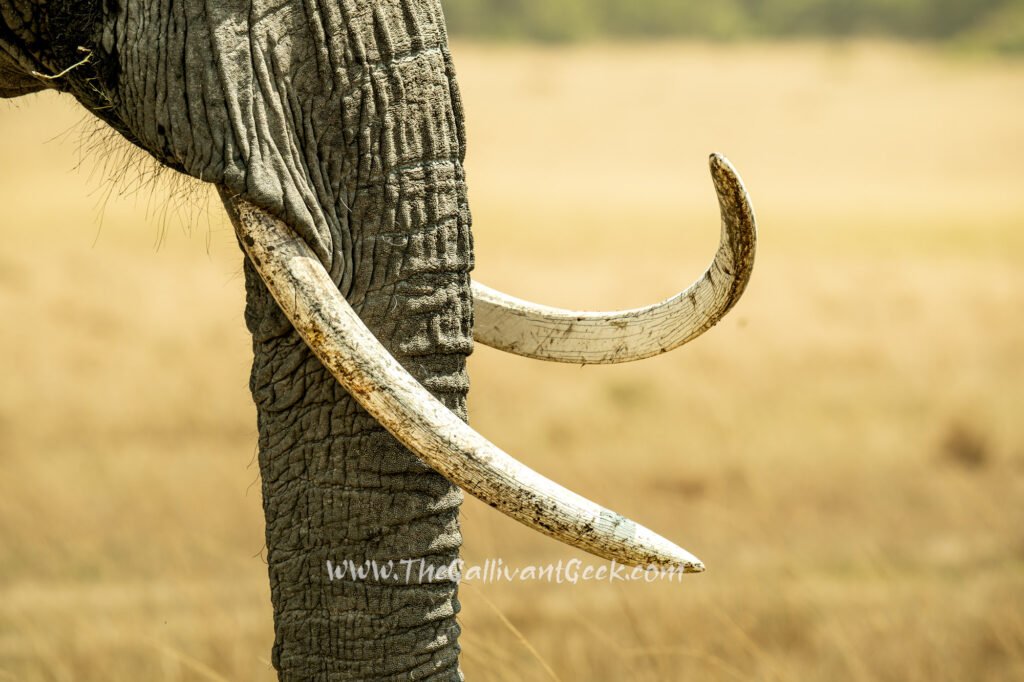 Close-up of an African elephant trunk and tusks, shot with a Sony A7III and Sigma 150-600mm