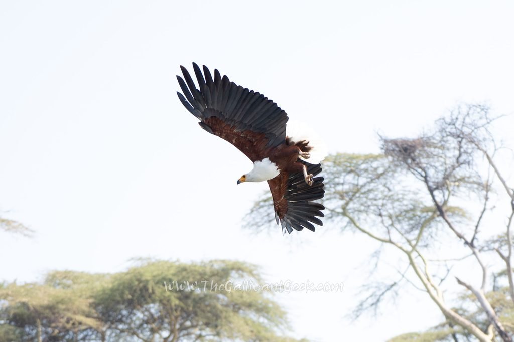African fish eagle at Lake Naivasha, Kenya