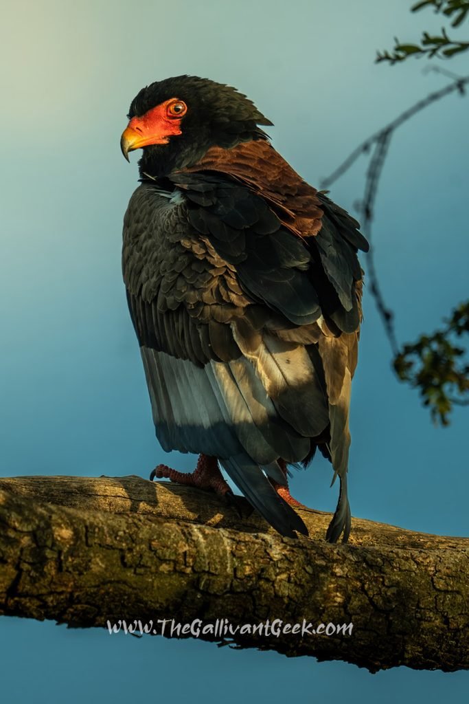 Bateleur eagle in the Masai Mara, Kenya