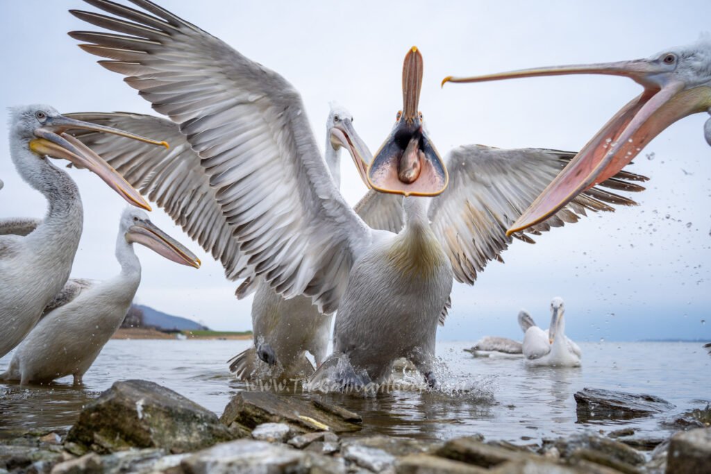 Dalmatian pelican near the shore of Lake Kerkini