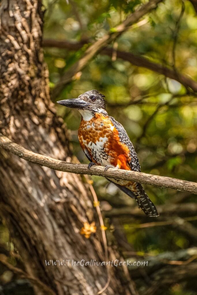 Giant kingfisher perched at Lake Naivasha, Kenya