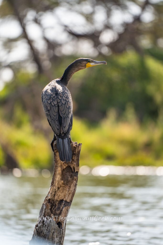 Great cormorant photographed on a boat ride on Lake Naivasha