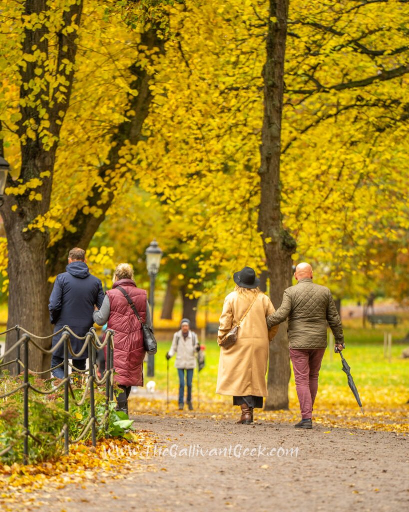 Yellow leaves in Humlegården in autumn
