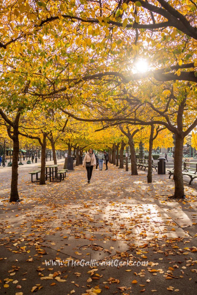 Red and orange cherry trees in Kungsträdgården in autumn