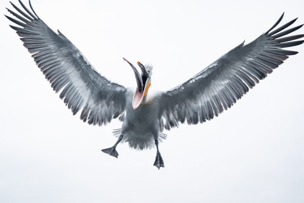 Dalmatian pelican catching a fish in the air at Lake Kerkini, Greece