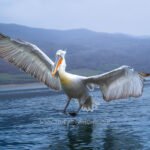 Lake Kerkini pelican photography: Dalmatian pelicans in northern Greece