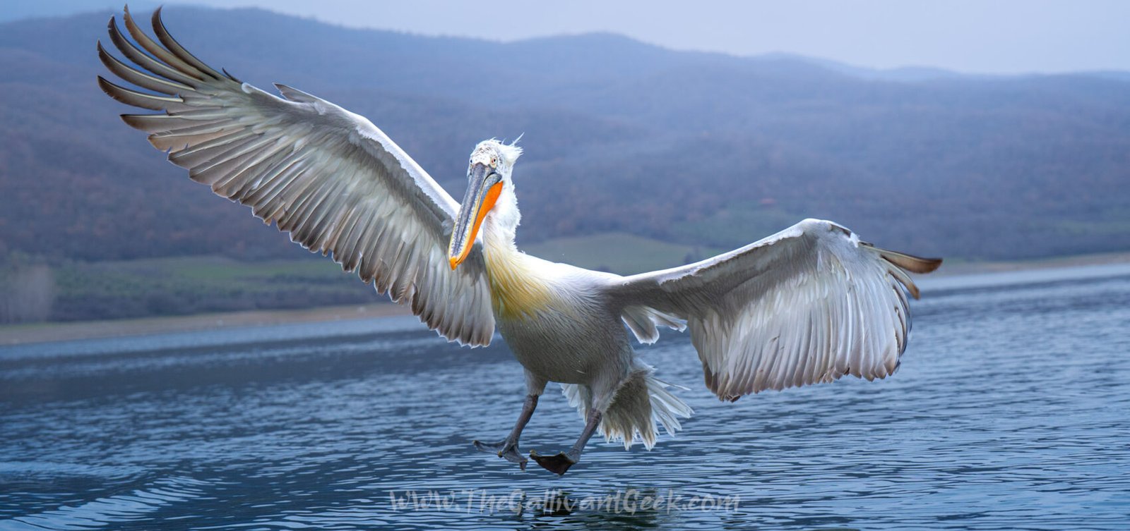 Lake Kerkini pelican photography: Dalmatian pelicans in northern Greece