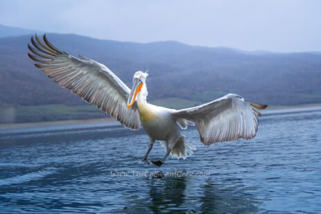 Lake Kerkini pelican photography: Dalmatian pelicans in northern Greece