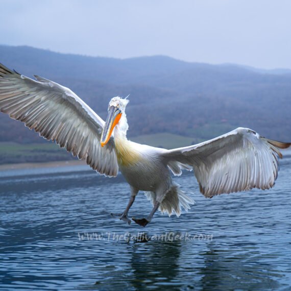 Lake Kerkini pelican photography: Dalmatian pelicans in northern Greece