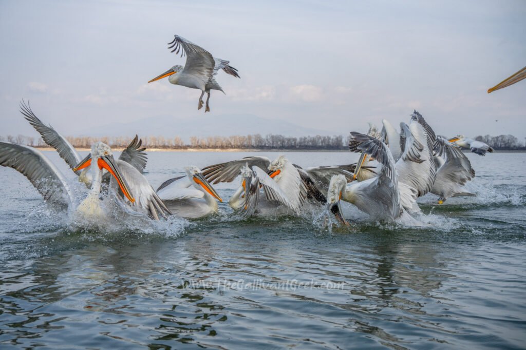 Lake Kerkini pelican photography boat tour surrounded by Dalmatian pelicans