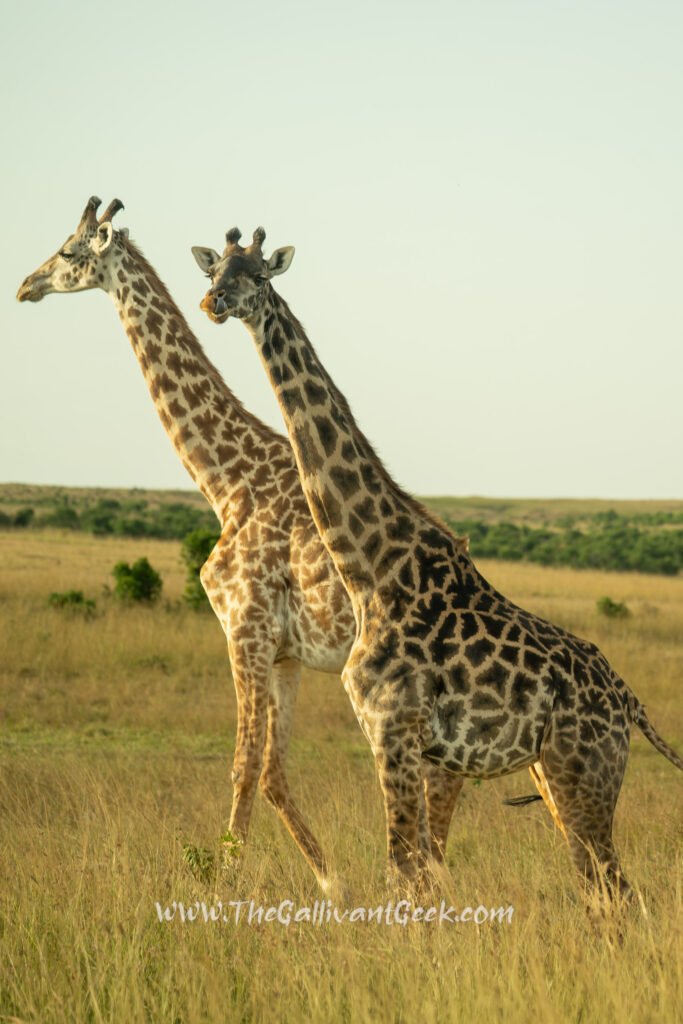 Maasai giraffe, also called the Kilimanjaro giraffe, in the Masai Mara