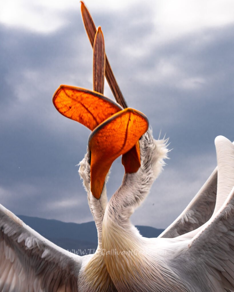 Dalmatian pelicans fighting for fish at Lake Kerkini
