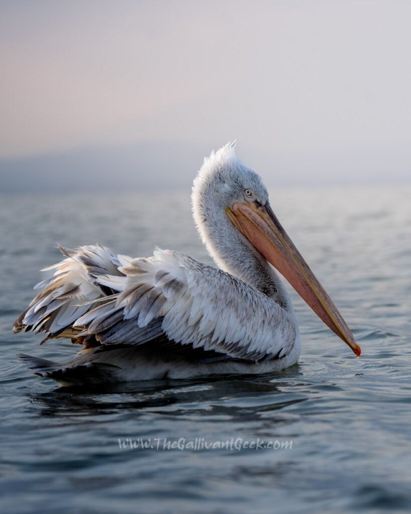 Saying goodbye to a Dalmatian pelican on my last boat session
