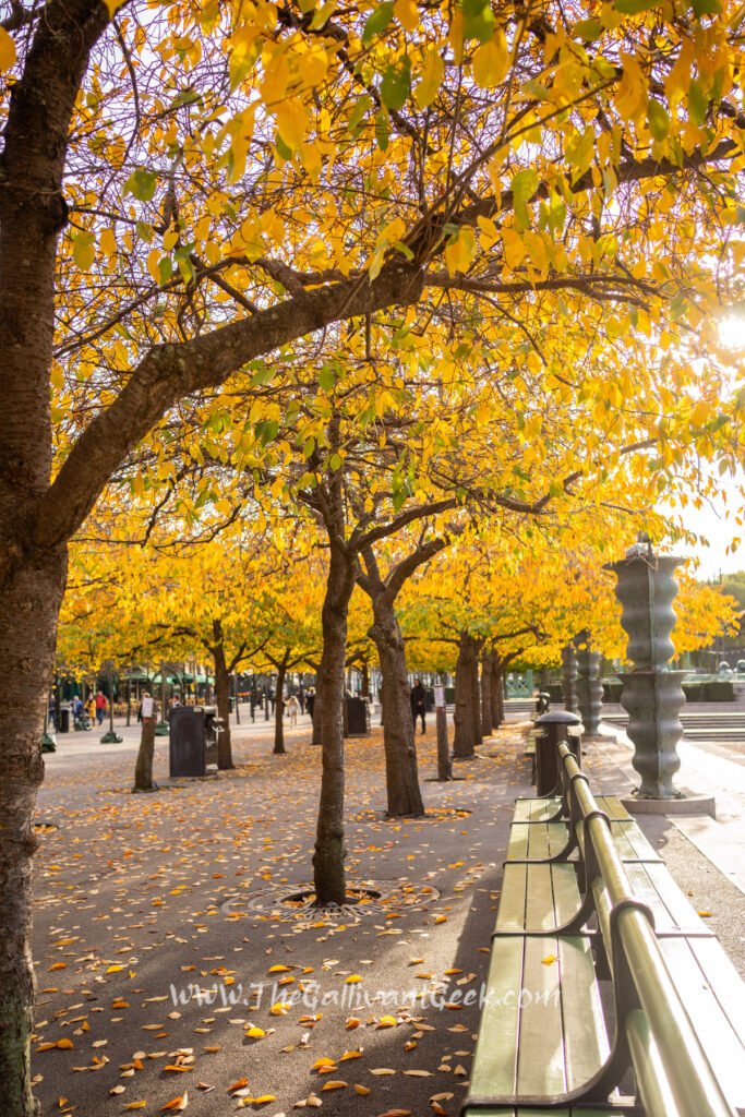 Kungsträdgården cherry trees in autumn colours