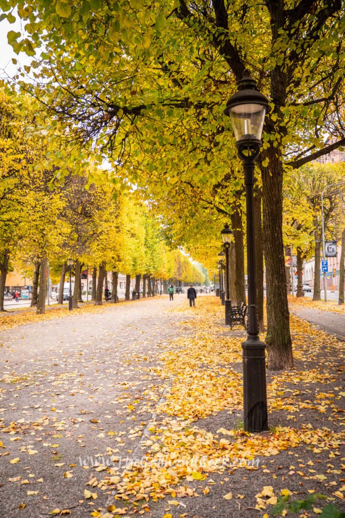 Strandvägen lime trees in autumn colour