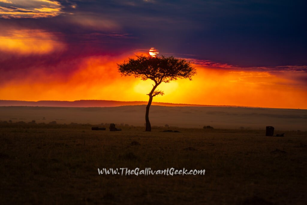Sunset behind a lone acacia tree in the Masai Mara, Kenya