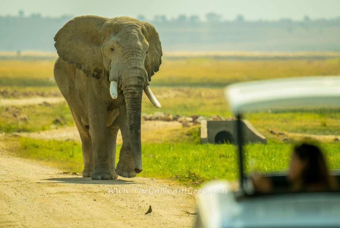 African elephant walking next to a safari vehicle in Amboseli, Kenya