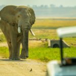African elephant walking next to a safari vehicle in Amboseli, Kenya