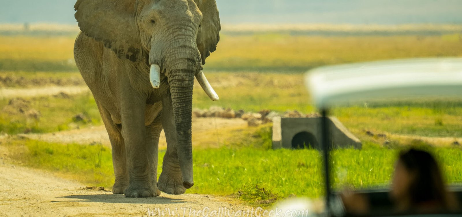 African elephant walking next to a safari vehicle in Amboseli, Kenya