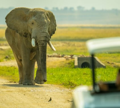 African elephant walking next to a safari vehicle in Amboseli, Kenya