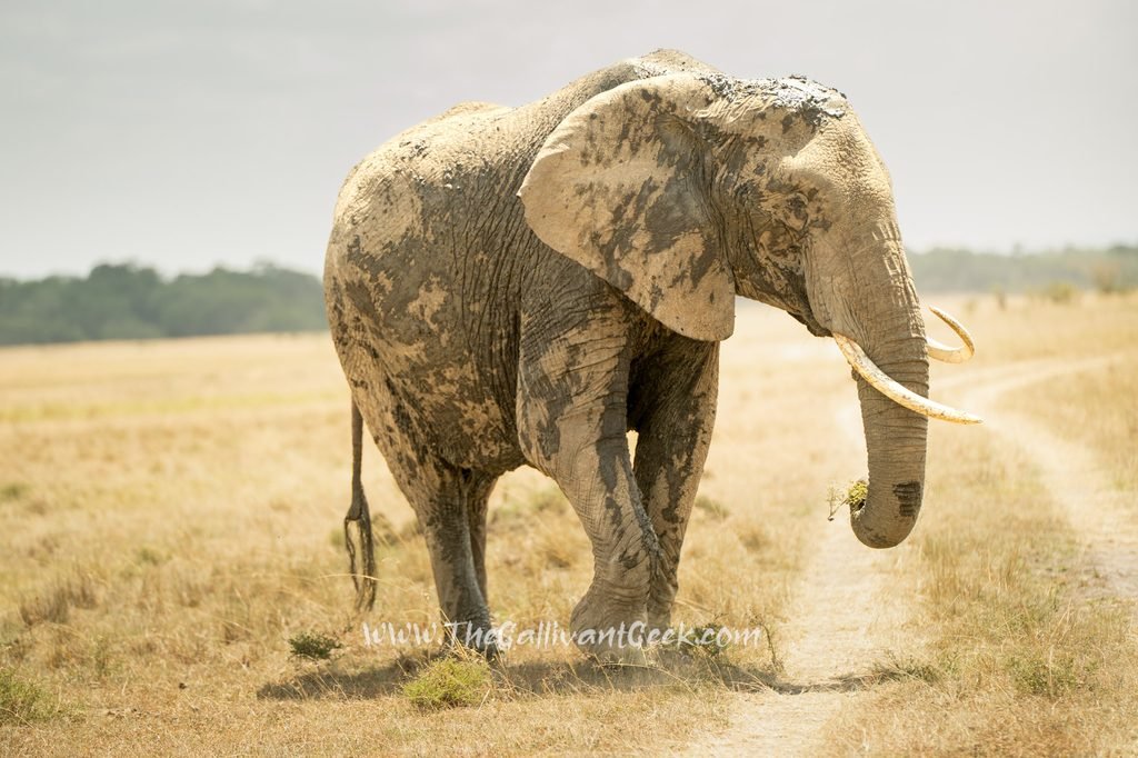 African elephant in the Masai Mara