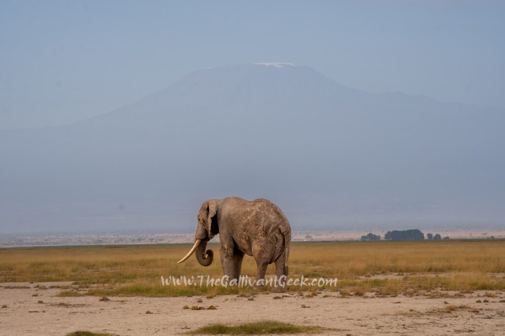 African elephant in Amboseli with Mount Kilimanjaro in the background