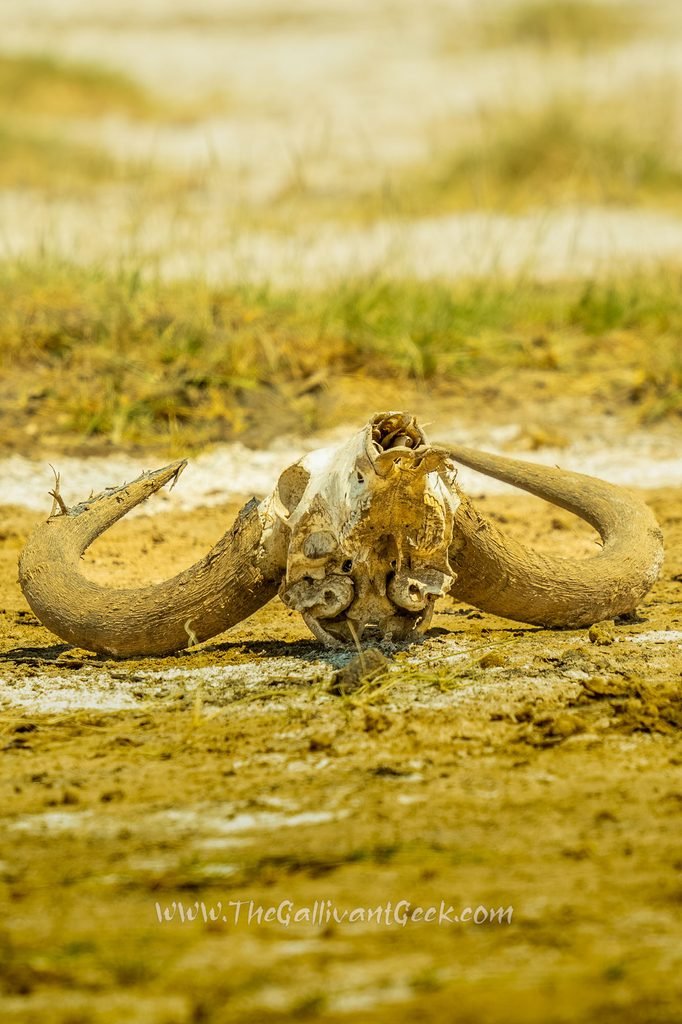 Buffalo skull lying on the savannah in Kenya