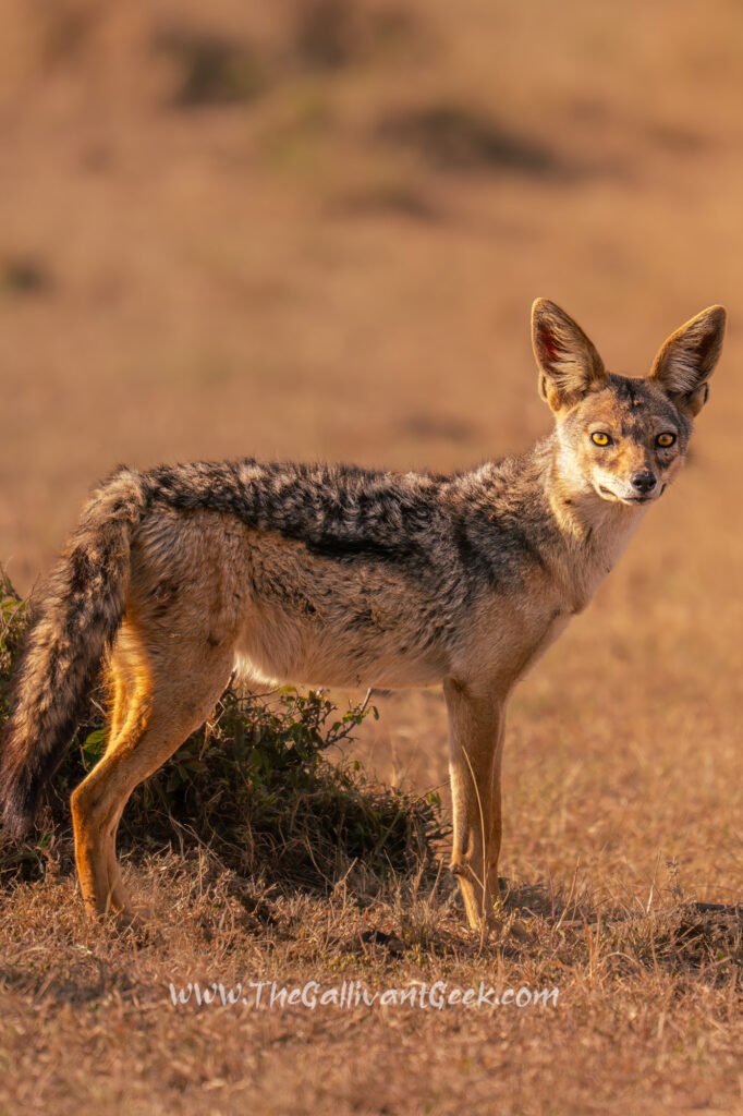 Black-backed jackal in the Masai Mara