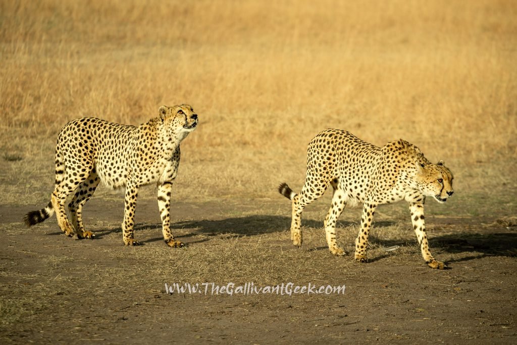 Two cheetah brothers walking in the Masai Mara