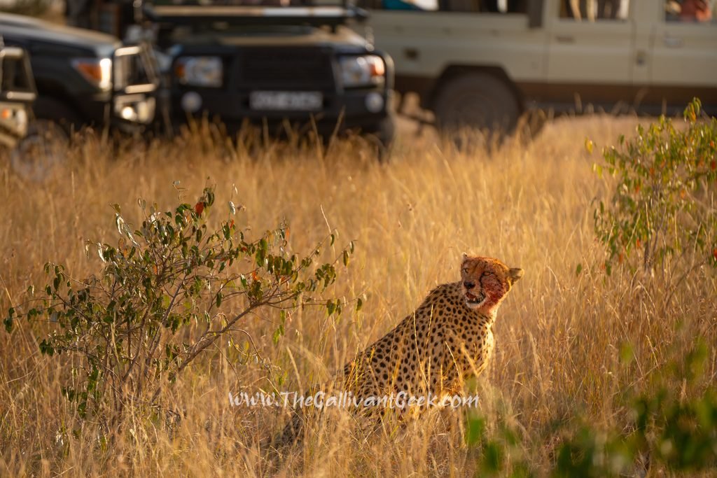 Cheetah resting after finishing a kill in the Masai Mara