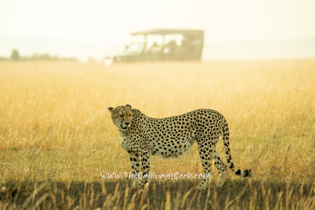 Cheetah in the Masai Mara with a safari vehicle in the background