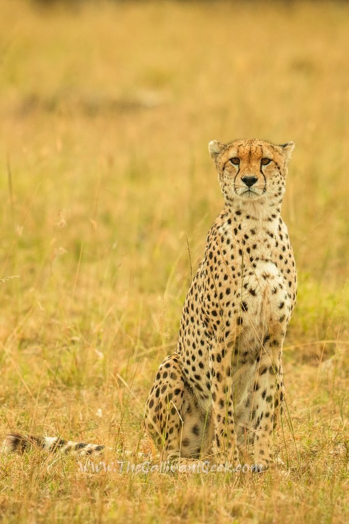 Cheetah in the Masai Mara, Kenya