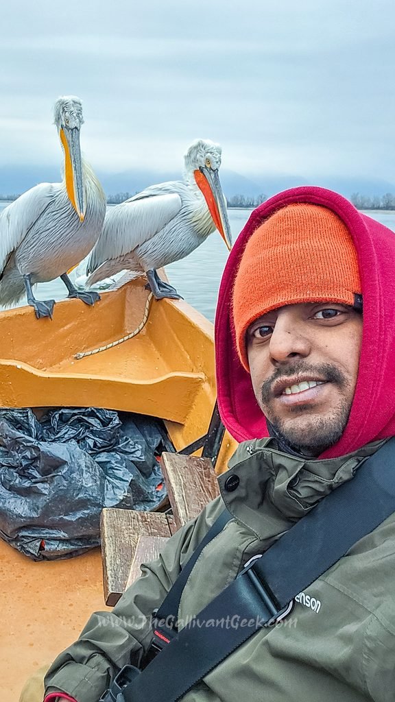 Cold winter morning on Lake Kerkini with Dalmatian pelicans