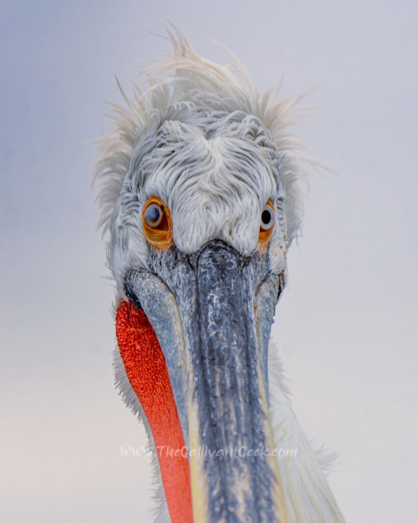 Dalmatian pelican looking straight at the camera at Lake Kerkini