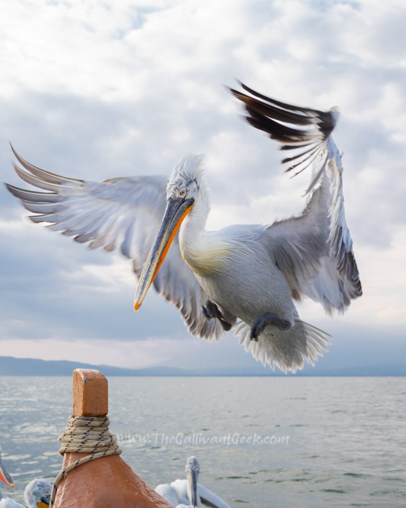 Dalmatian pelican landing on the boat at Lake Kerkini