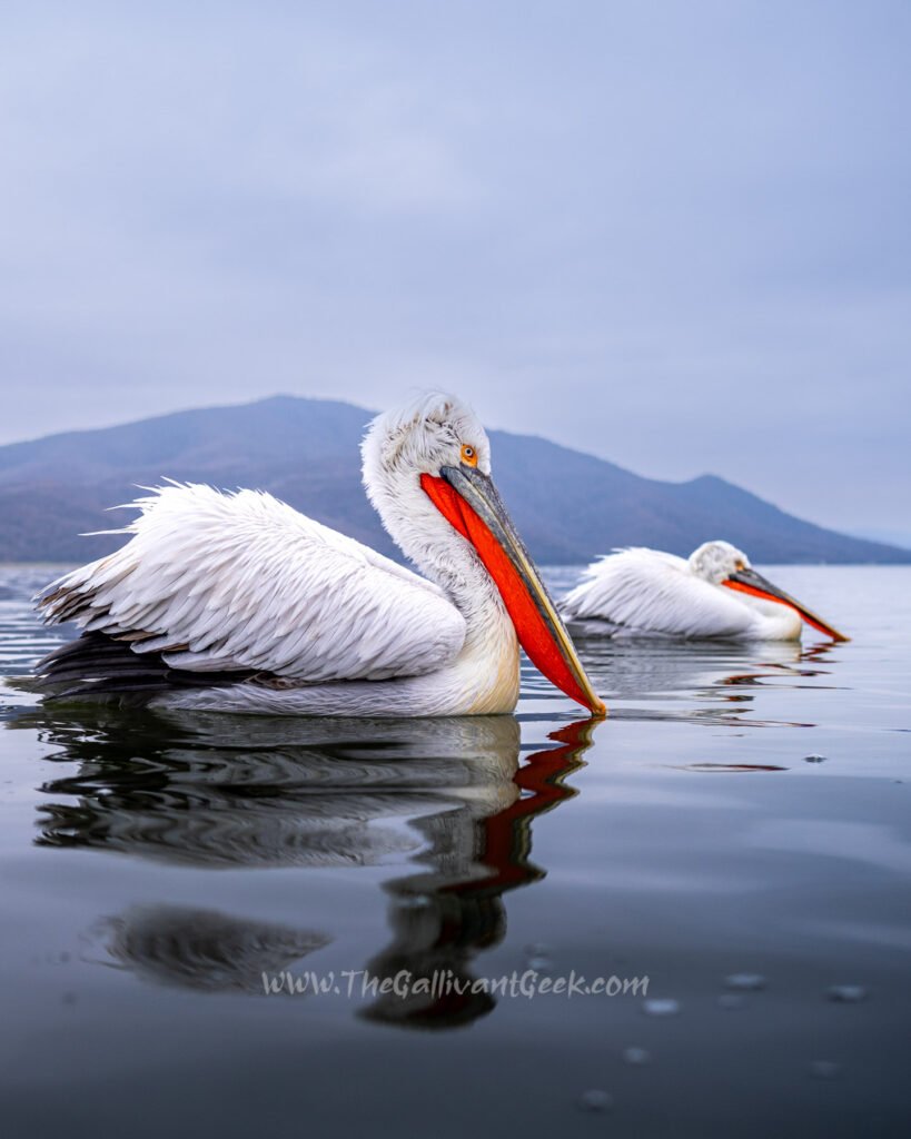 Dalmatian pelicans with the Kerkini mountains in the background