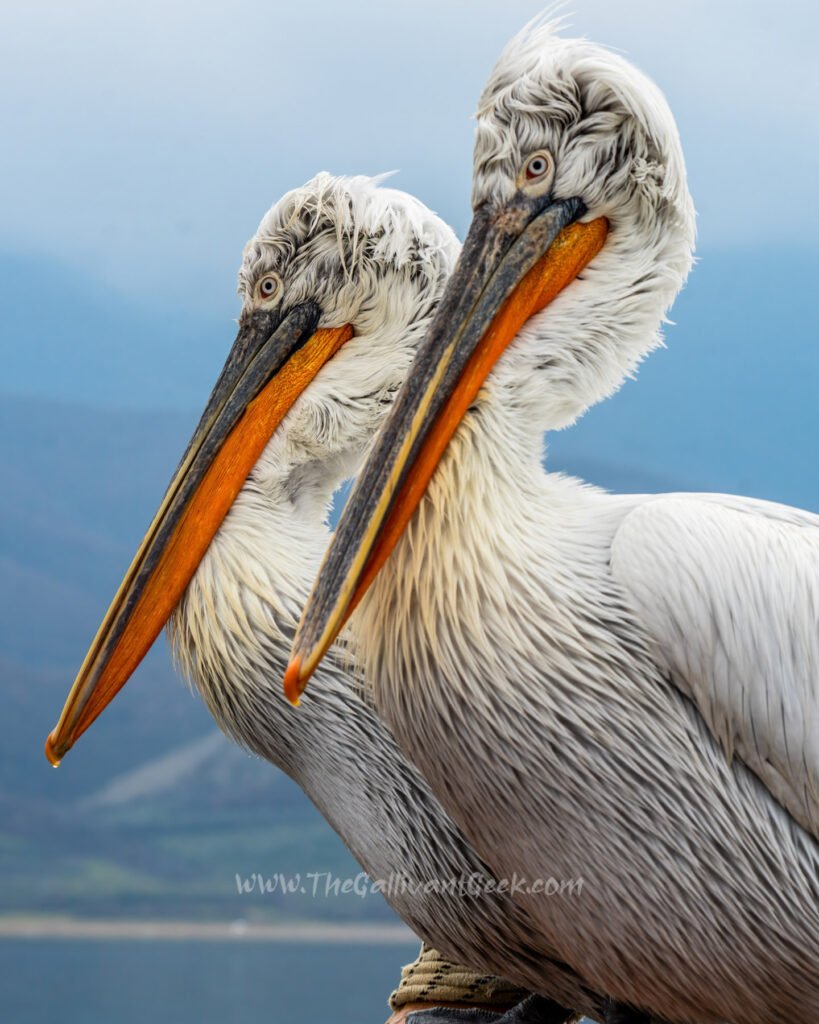 Dalmatian pelicans sitting calmly on our boat at Lake Kerkini