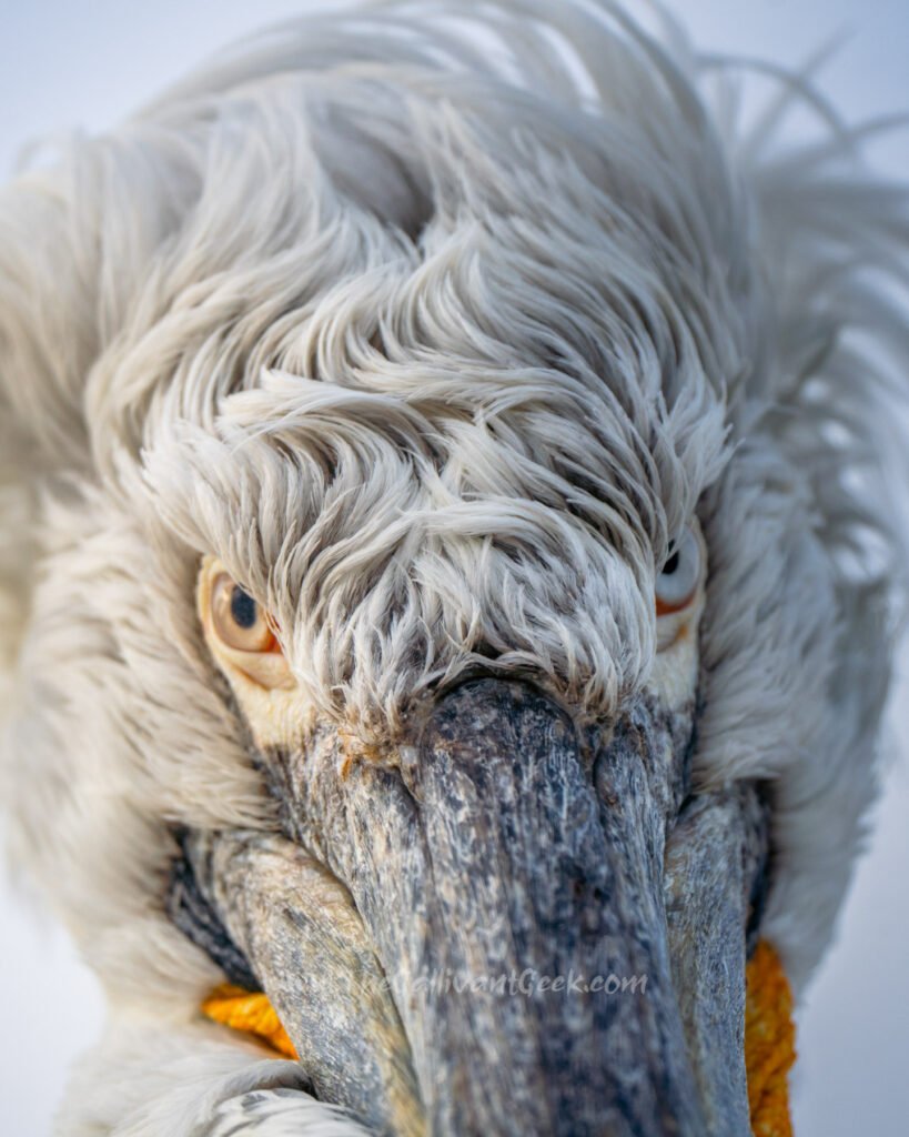 Eye-level close-up of a Dalmatian pelican at Lake Kerkini