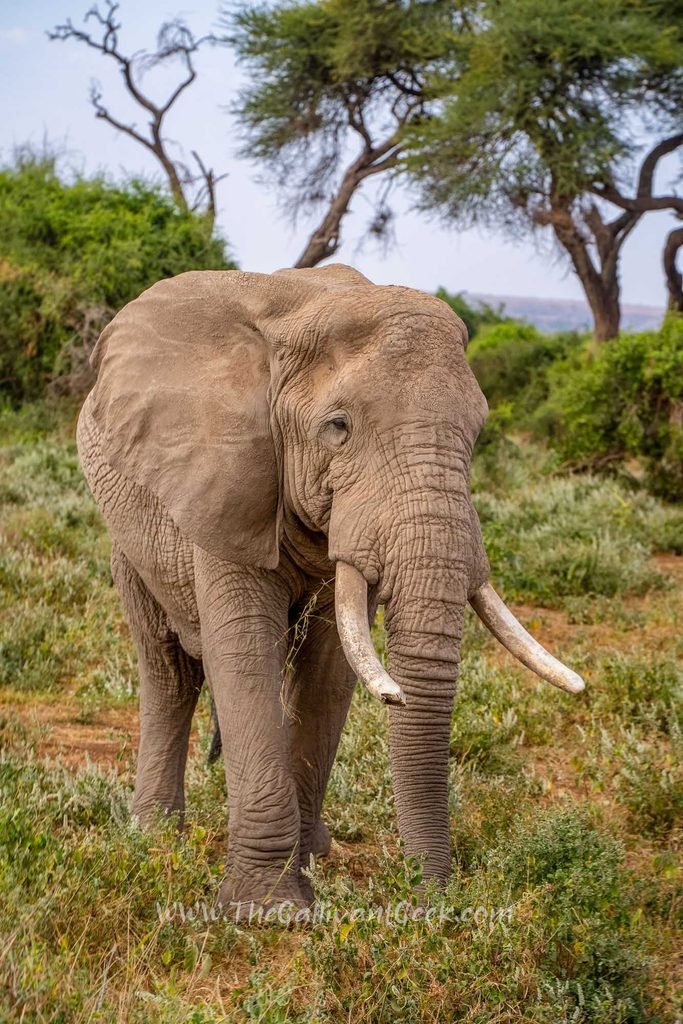 First elephant encounter in Amboseli National Park, Kenya
