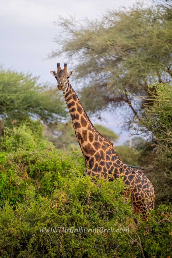 First wild giraffe sighting in Amboseli National Park, Kenya
