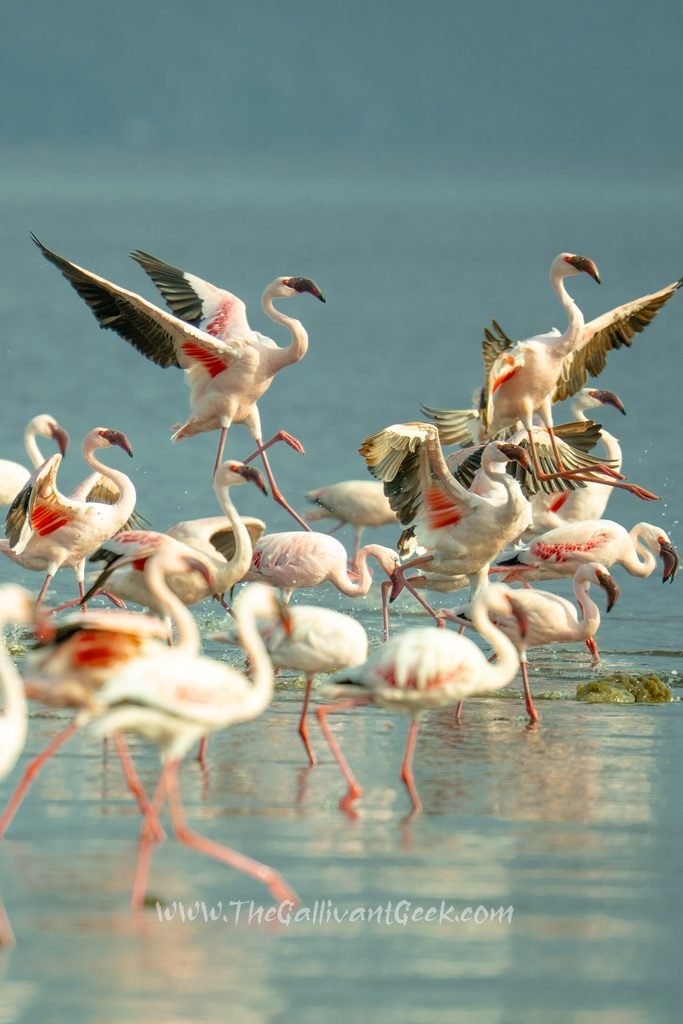 Flamingos at Lake Nakuru, Kenya