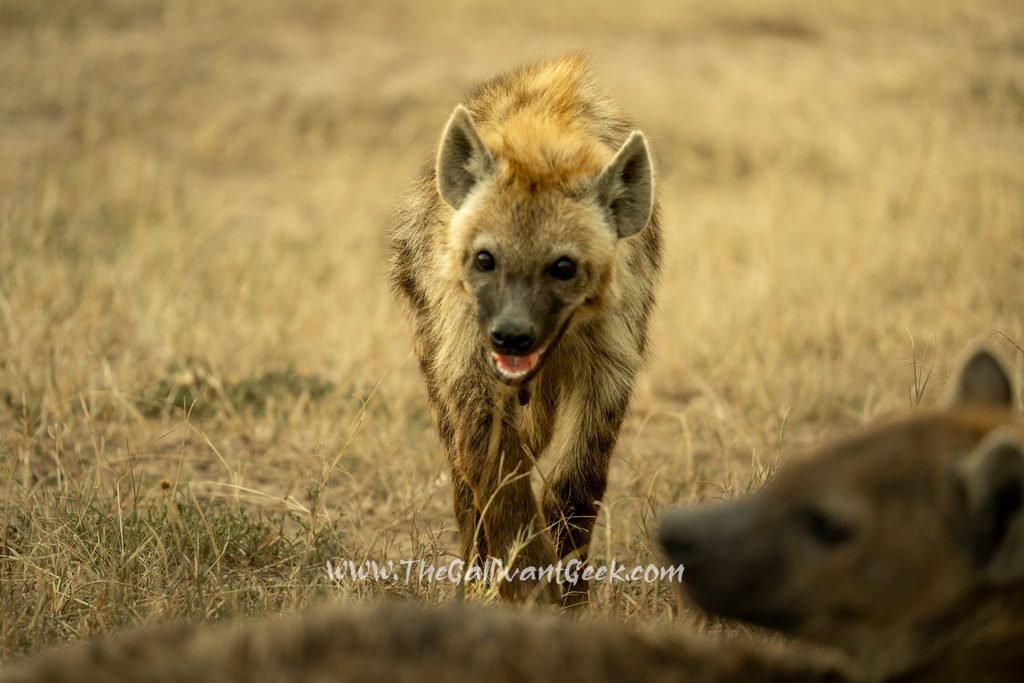 Hyena cub in the Masai Mara