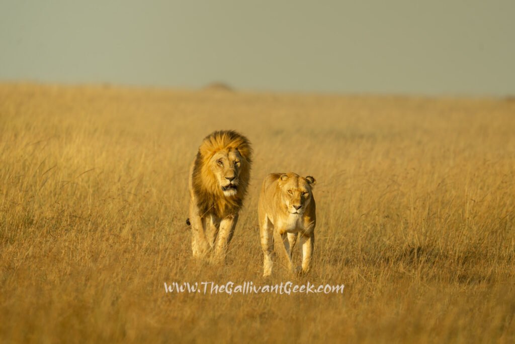 Lion couple resting together on our last morning in the Masai Mara