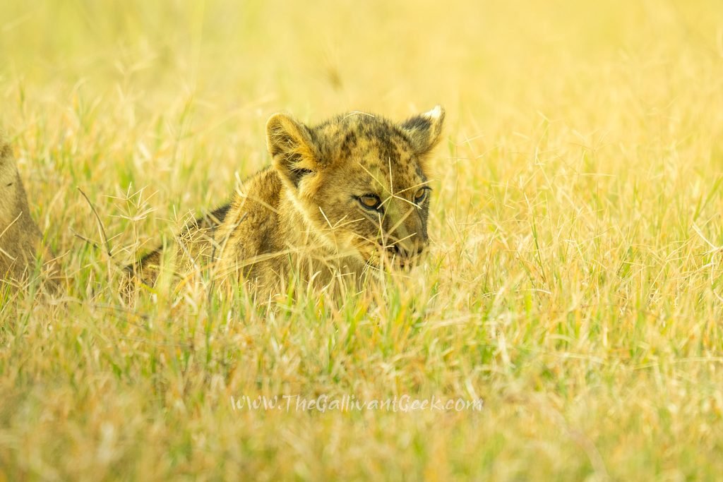 Lion cub hiding in the grass in Lake Nakuru National Park